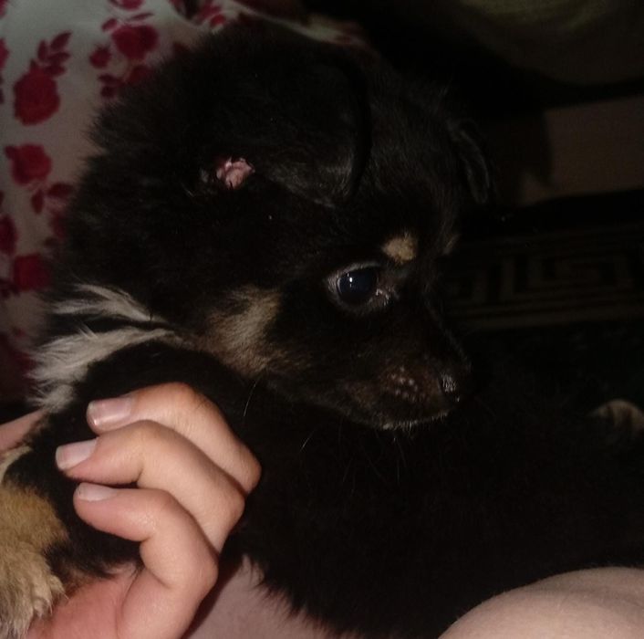 Щенок Помчи  Девочка