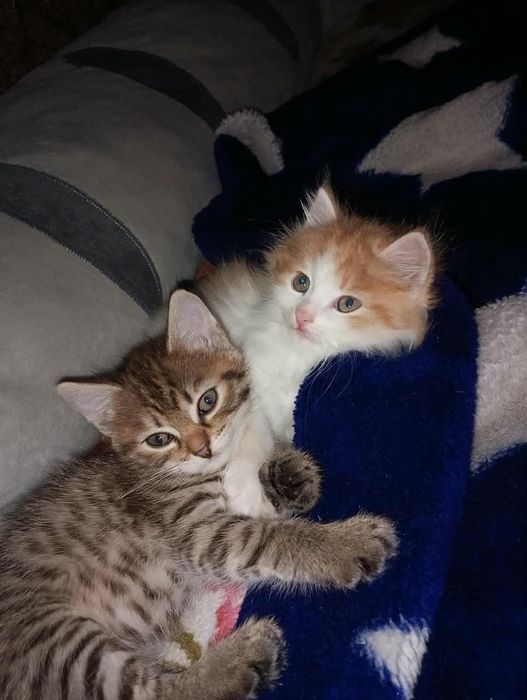 Отдам котят в добрые руки