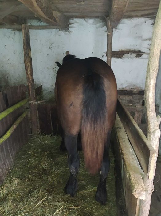 Vând manză de 1,5 luni