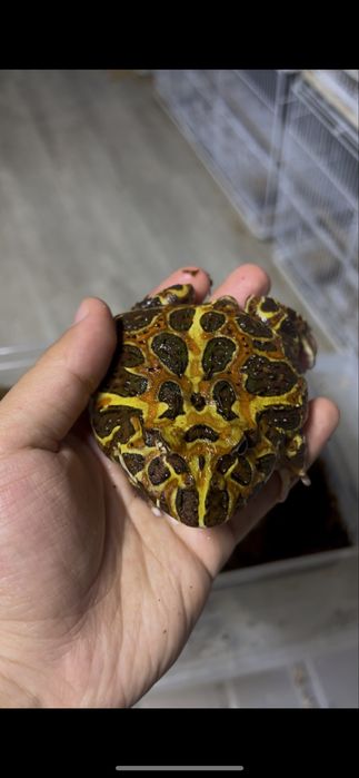 Лягушки рогатки взрослые