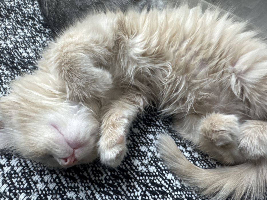 Бесплатно котенок