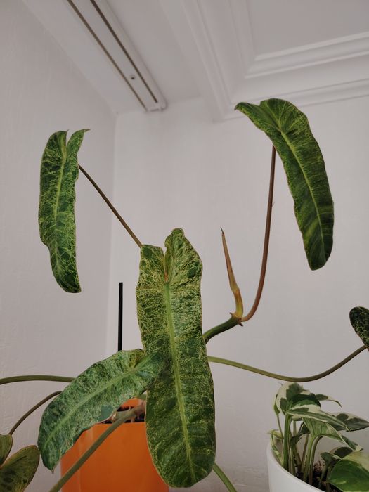 Филодендрон Биллитау мраморный срезом