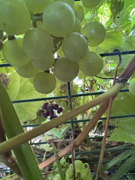 Продам дачу срочно