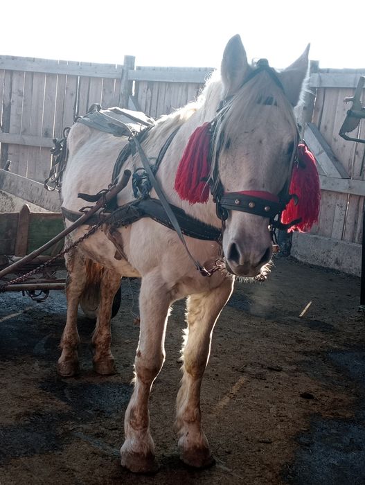 Armăsar de vânzare