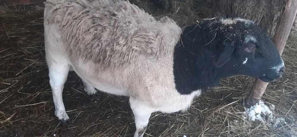 Таза қанды дорпер қошқары сатылады.