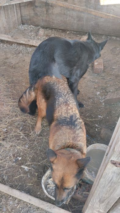 Щенки немецкой овчарки