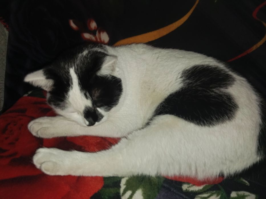 Отдам кота бесплатно