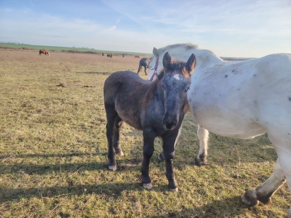 Manz de 5 luni rasa noriker din parinti cu pedigree