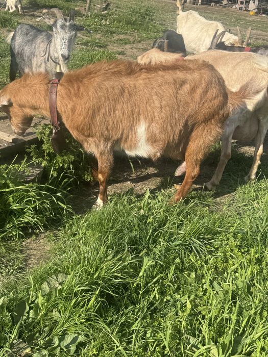 Capre de rasa  de vanzare