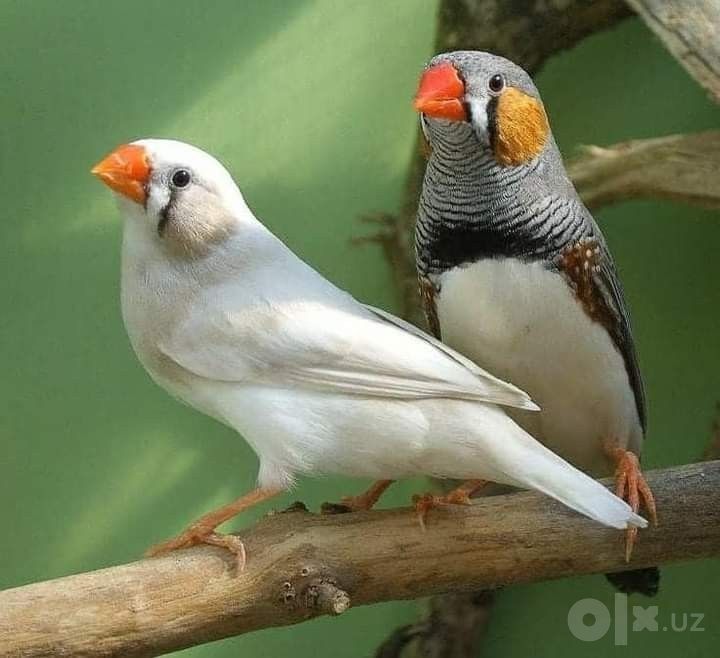 Амадины, цвет: белые, коричновые и серые
