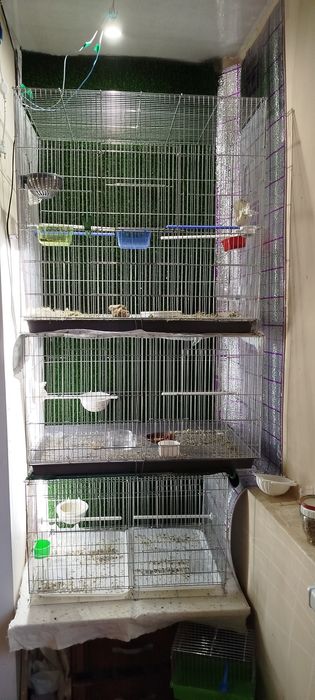 Qafasla sotladi holat yahshi narxi 600 ming kelishamiza