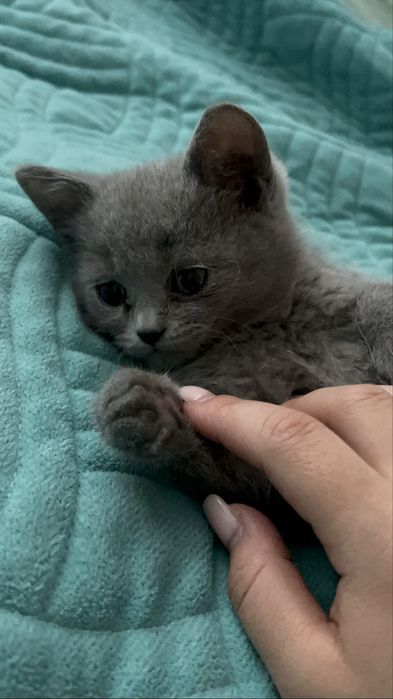 Продам  котенка за 15000 .