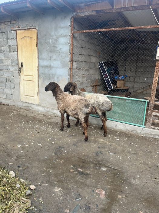 Тоқты қошқар сатылады