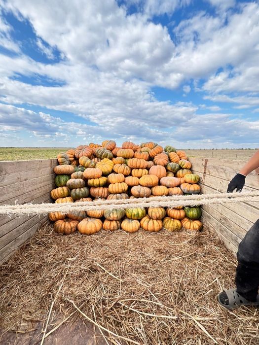 Тыква/асқабақ ромашка