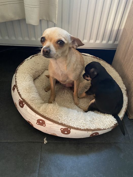 Продавам мини пинчер