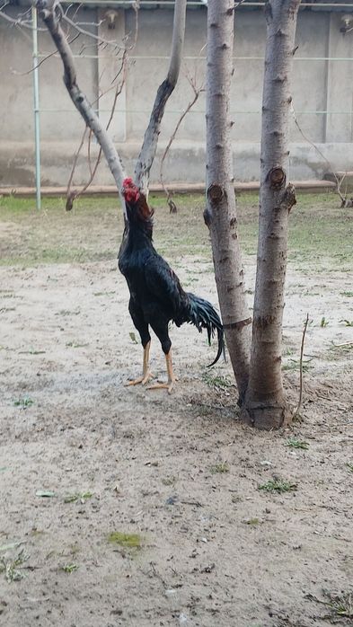 Дакан шоже 35.000