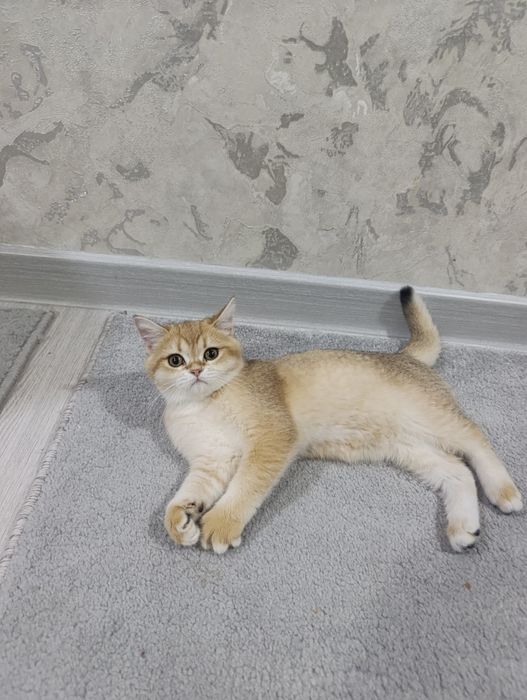 Кошка GOLDEN ШИНШИЛА продаётся хорошим людям