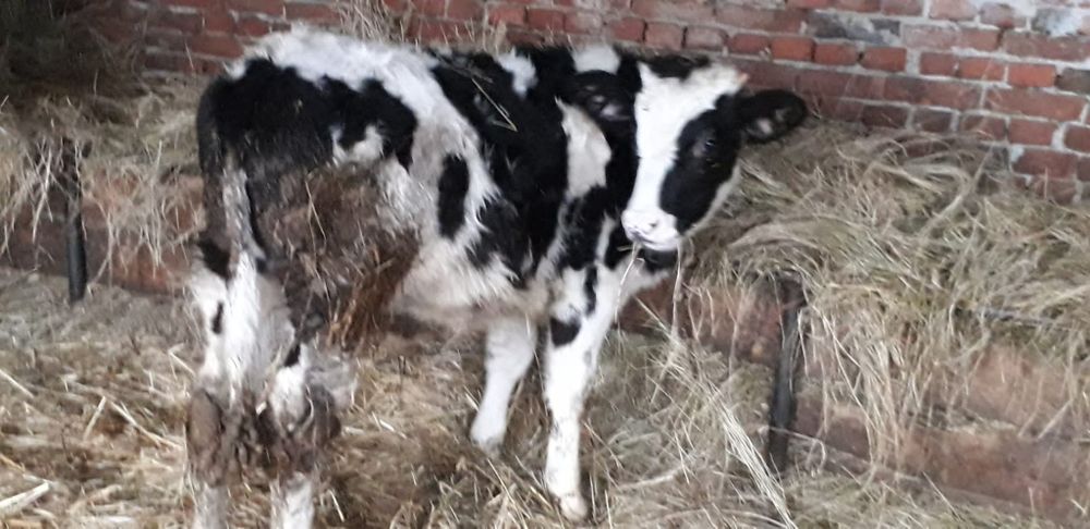 Vând tauras de sacrificat de sacrificat mai multe detali la telefon