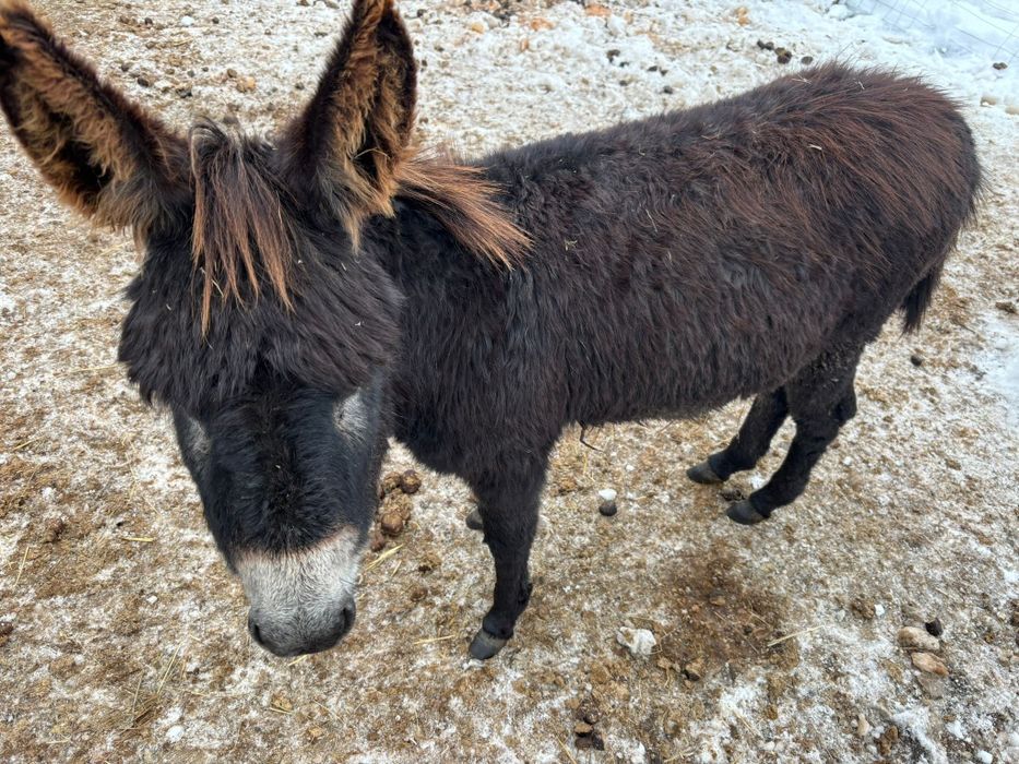 Vând pui de magarita