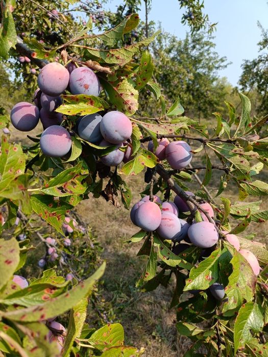 Prune pentru țuică, Anna Spath(anașpet)