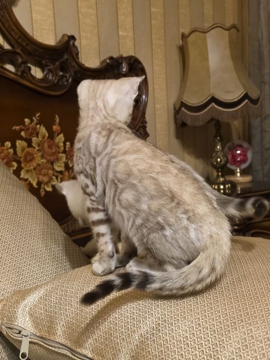 Бенгалски котета