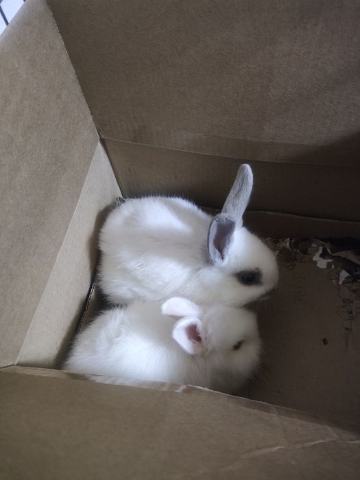 Продам декоративные кролики