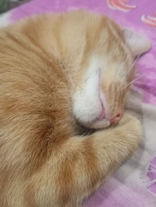 отдам кота в хорошие руки!