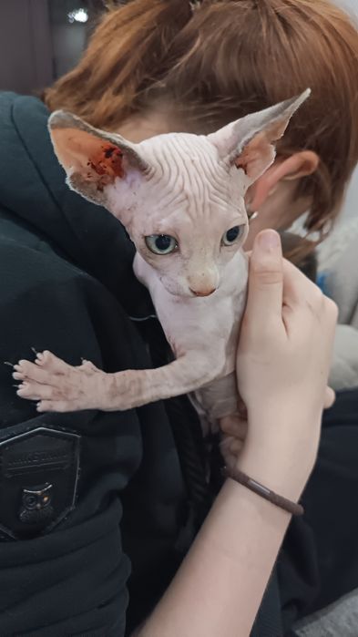 Котята сфинксы две девочки