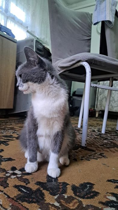 Кошка отдам даром
