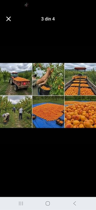 Vând caise pentru țuica si palinca asiguram transport gratuit în toată tara pentru comenzi sunați la numărul de telefon 0748623340