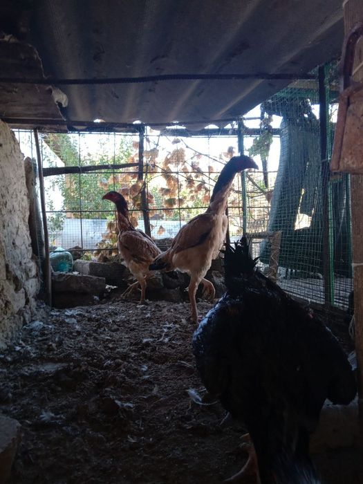 Dakan xoroz va makiyonlari