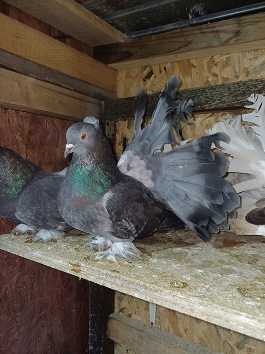 Porumbei de vanzare!