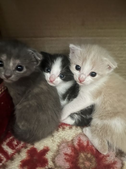кошки отдам на добрые руки