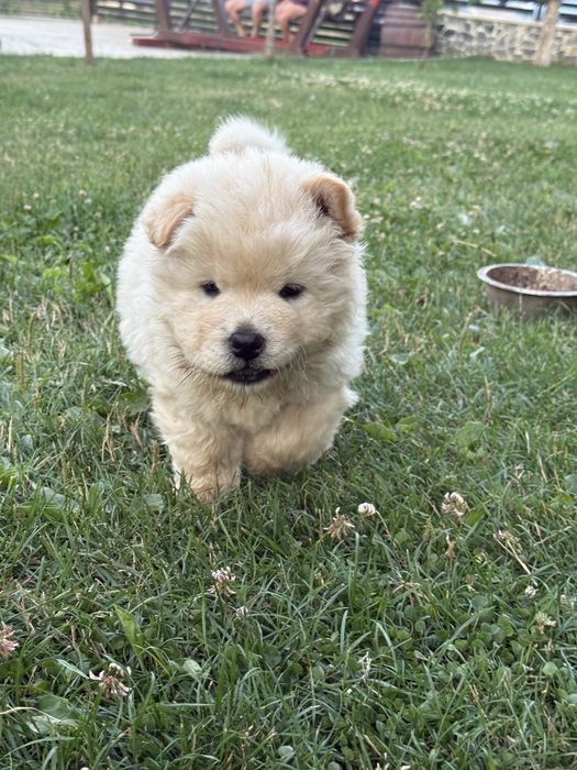 Vand catelus CHOW CHOW