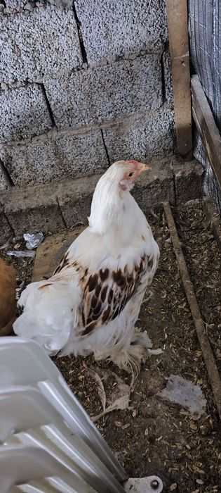 Брамма белый золото