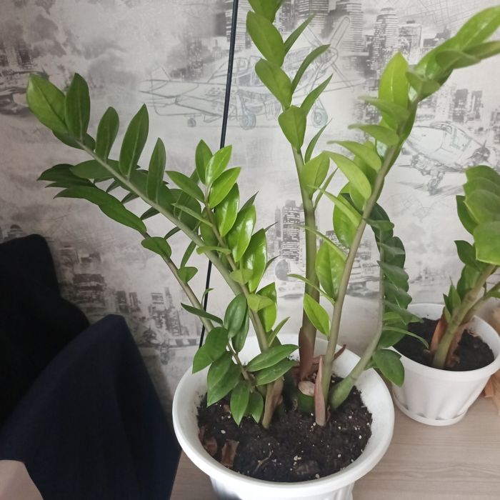 Продам замиокулькас