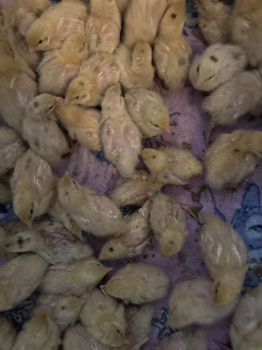 Vand pui de prepelita