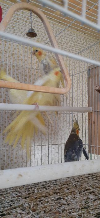 Папугайла сотилади.(корелла)