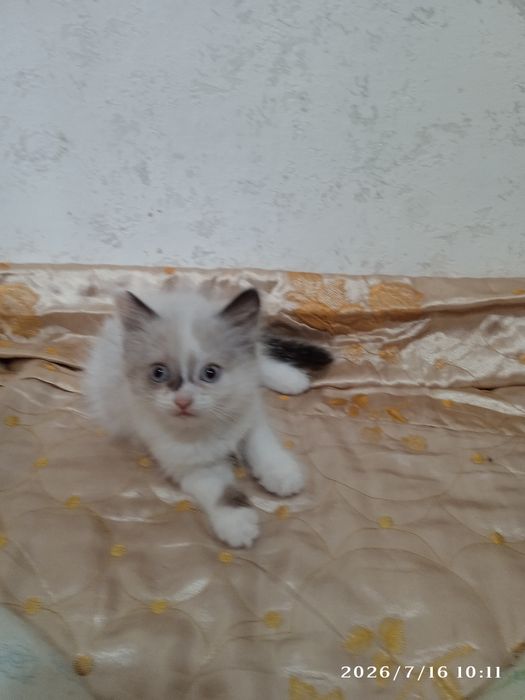 Отдаем красавчиков-котят, в добрые руки