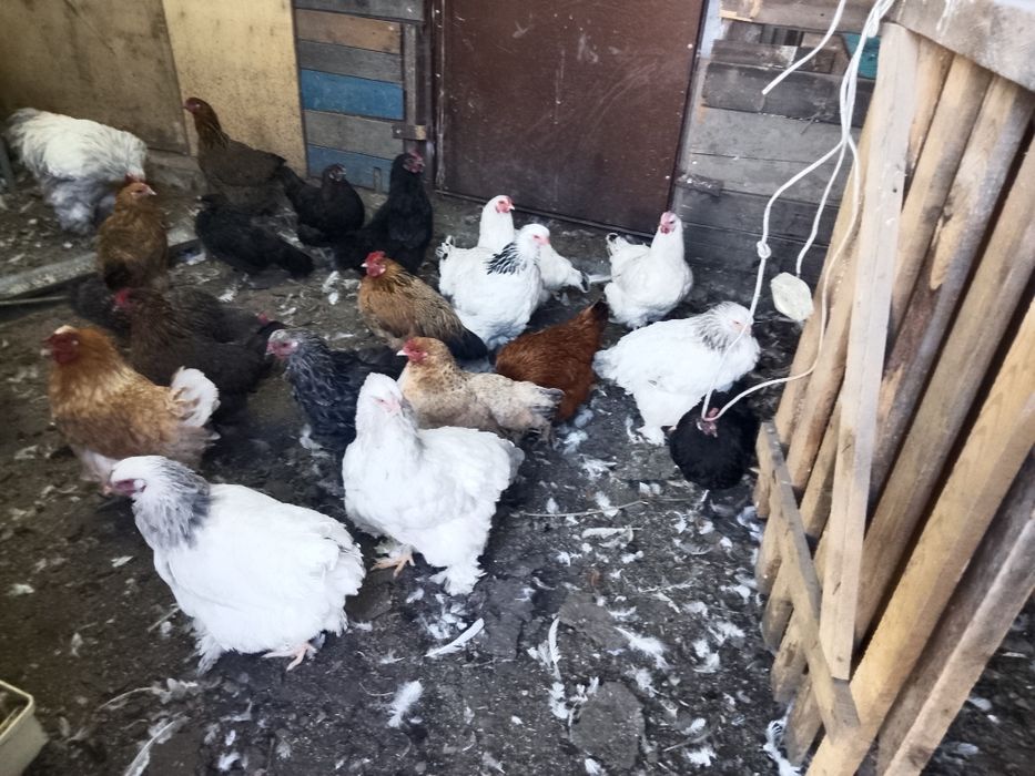 Продам домашних курочек
