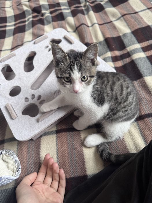 Кошка в добрые руки, бесплатно