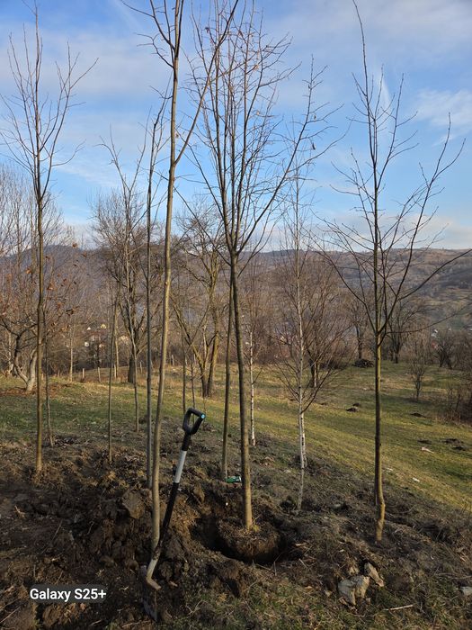 Mesteacan alb, tei argintiu, stejar verde, platani, frasin