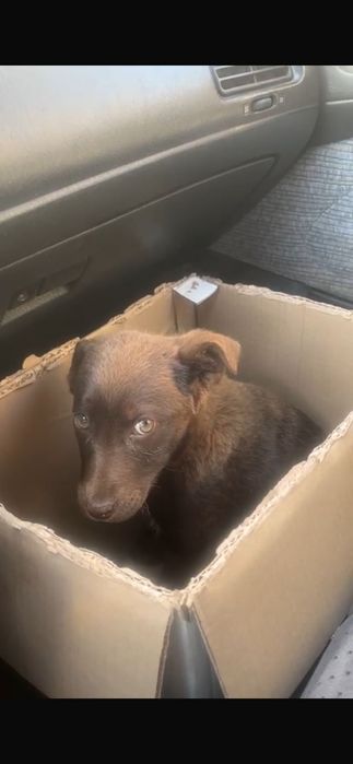 Щенок, девочка, 4 месяца, ищет любящий дом