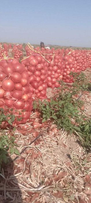Piyoz Оптом Лук репчатый без посредников, напрямую от дехканина
