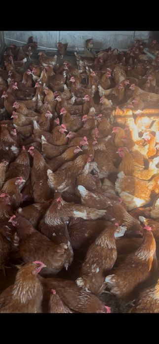 Ломан брауын сатылады