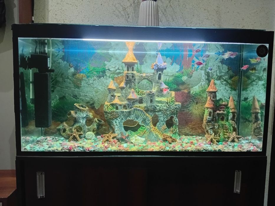 Akvarium sotladi
