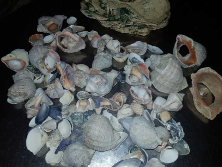 Piatra decorativa si scoici pentru acvariu