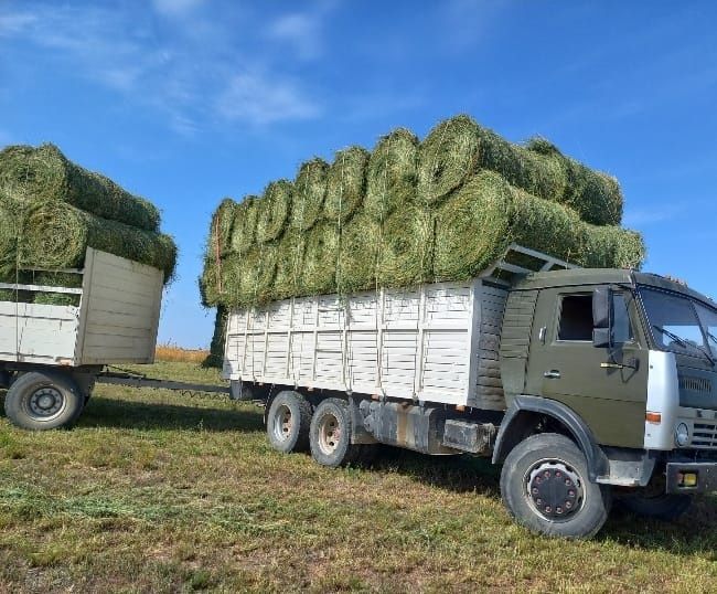 Сено люцерна жоношка урлон сатамын урлон жоношка