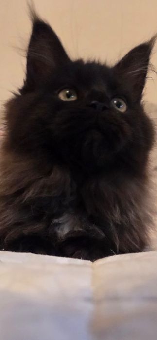 Motanel Maine Coon XXL