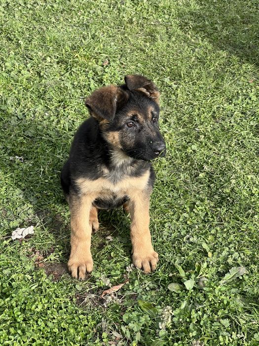 * Немска Овачарка *